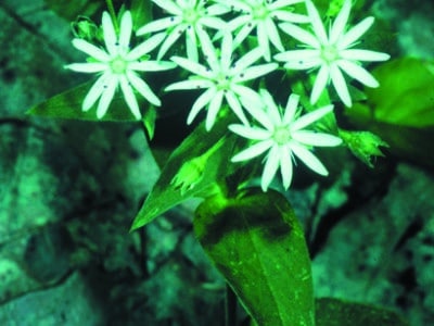 Stellaria pubera