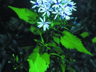 Symphyotrichum cordifolium