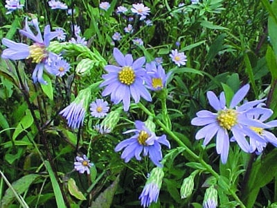 Symphyotrichum laeve var. laeve