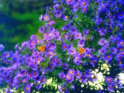 Symphyotrichum novae-angliae