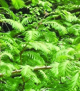 Taxodium distichum