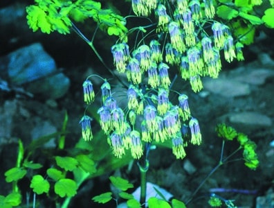 Thalictrum dioicum