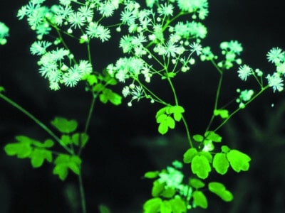 Thalictrum pubescens