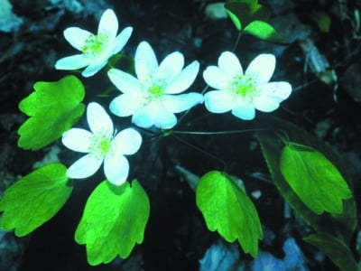 Thalictrum thalictroides