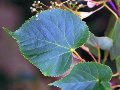 Tilia americana