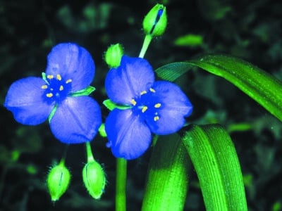 Tradescantia virginiana