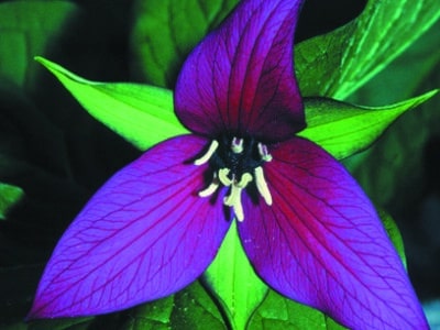 Trillium erectum