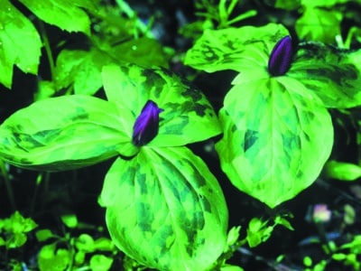 Trillium sessile