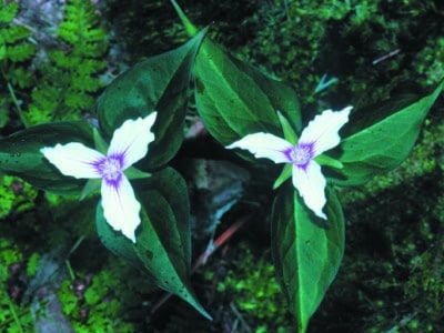 Trillium undulatum