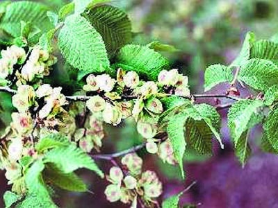 Ulmus rubra