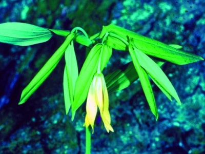 Uvularia grandiflora