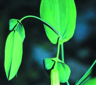 Uvularia perfoliata