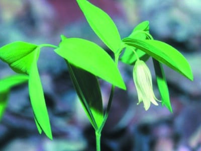 Uvularia sessilifolia