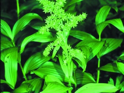 Veratrum viride