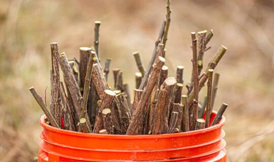 A bucket of freshly cut live stakes sits in a bucket after being trimmed from a black willow.