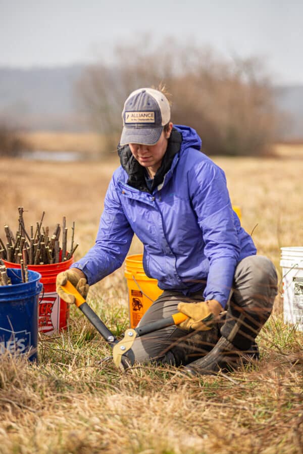 Rebecca trimming live stakes in a field in winter.