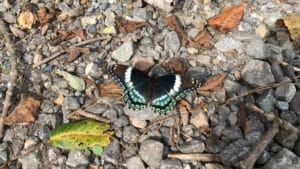 A blue, black and white butterfly sitting on the ground