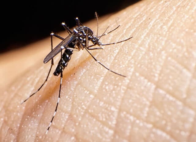 A closeup of a mosquito on a person's skin