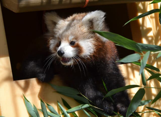 Red panda