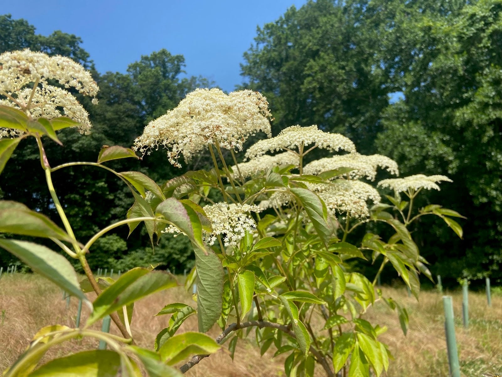 What's Poppin'? Phenological Fun: Elderberry - Alliance for the ...
