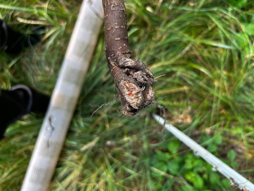 Voles: The Tree Planter’s Worst (and Cutest) Enemy - Alliance for the ...