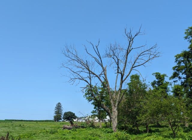 A large tree snag in an open field.