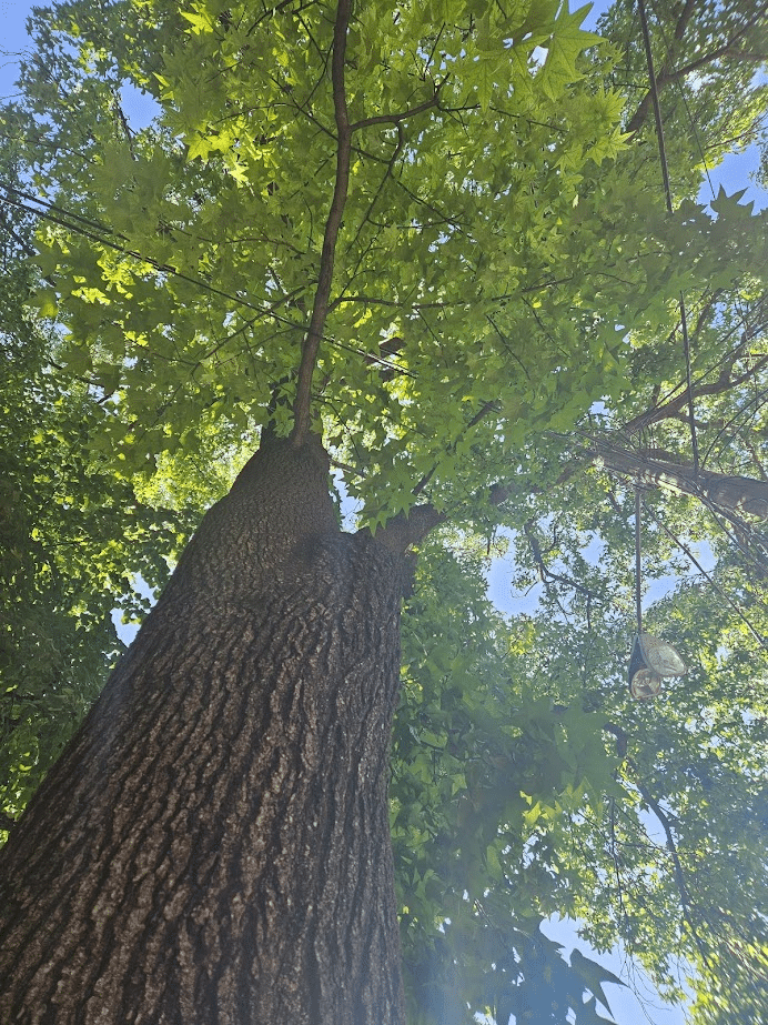 In Defense of the Gumball Tree - Alliance for the Chesapeake Bay