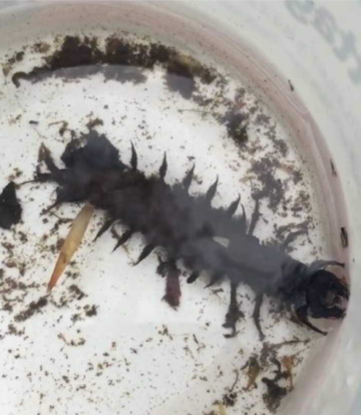 Our Hidden Urban Neighbors: Macroinvertebrates - Alliance for the ...