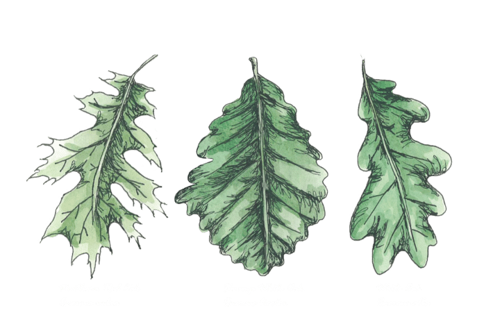 Three different oak leaves illustrated with pen and watercolor.
