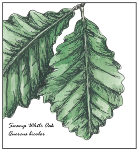 Swamp white oak (Quercus bicolor) illustration.