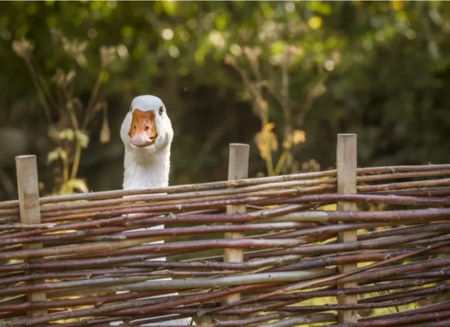 A goose peeking over the top of a wattle fence.