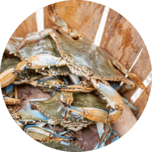 A bucket of blue crabs.