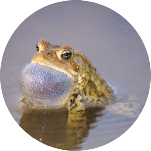 Frog in a pool of water.