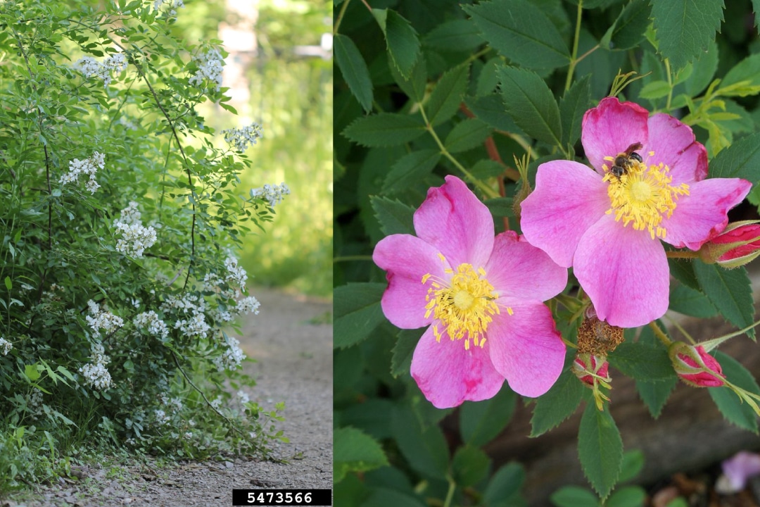 left, a wide shot of multiflora rose with white flowers. right, a close up of the purple flowers of pasture rose