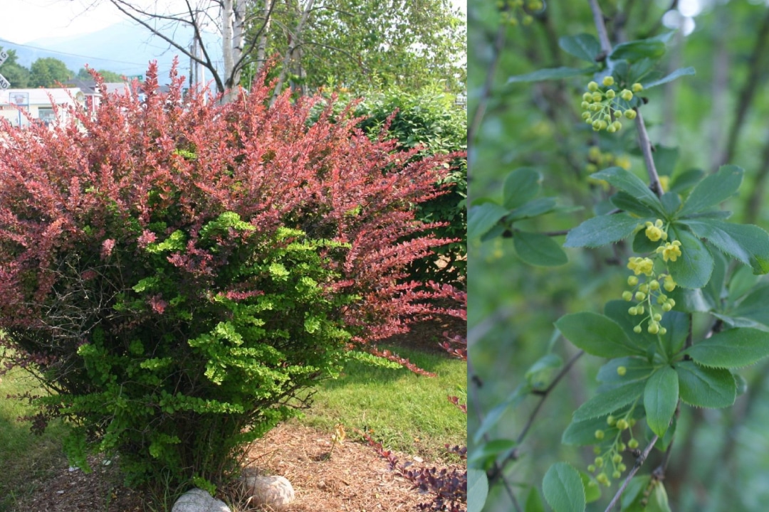 left, a wide shot of a Japanese barberry shrub. right, a close up of American barberry