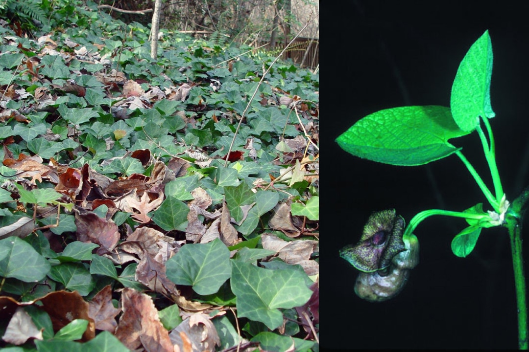 left, English ivy covering a section of ground. right, a close up of a pipevine plant