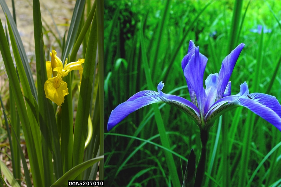 left, yellow flag iris. right, blue flag iris