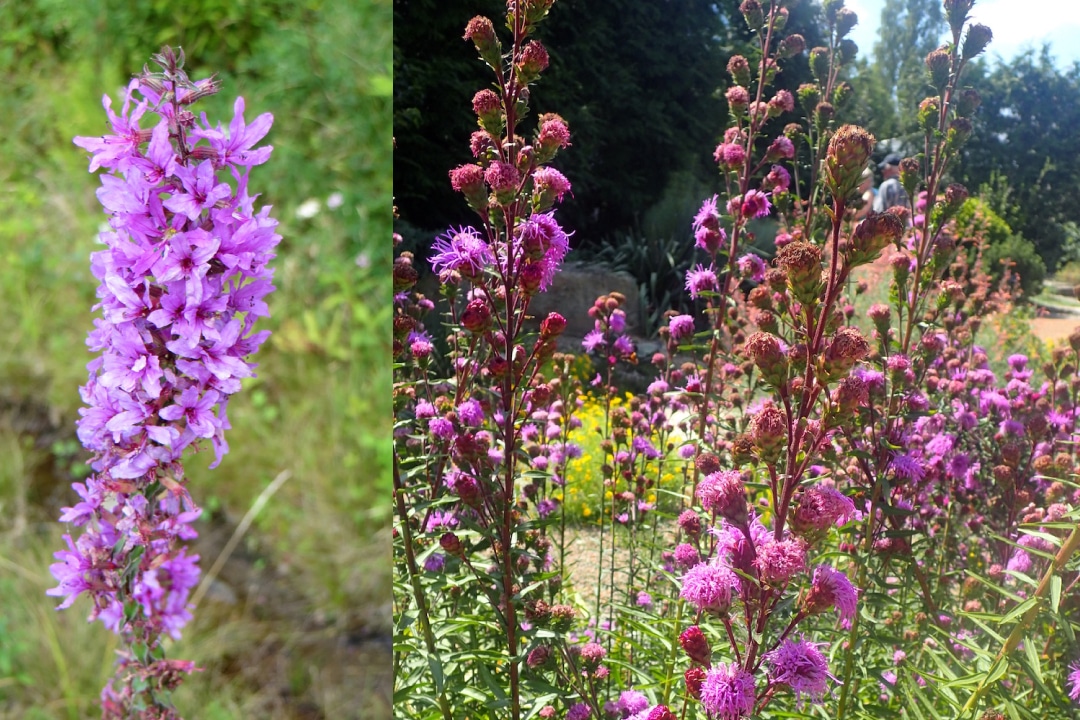 left, a closeup of purple loosestrife flowers. right, a section of land with many Eastern blazing star plants