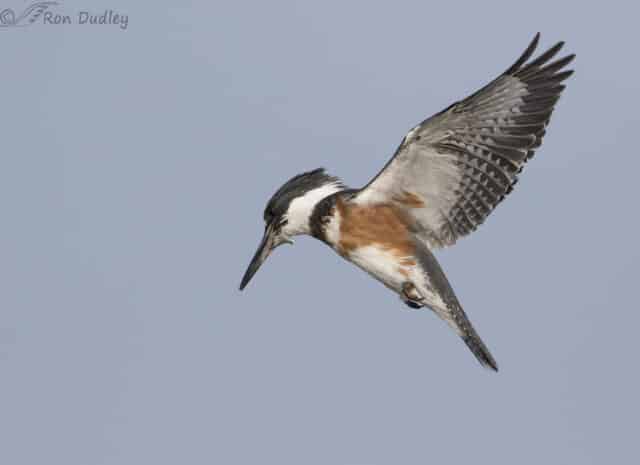 A belted kingfisher hovering as it waits to catch some prey (Photo Credit: Ron Dudley).