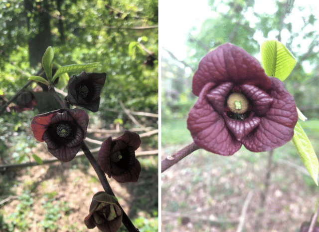 Left photo shows a branch with four small paw paw flowers. Photo on the right shows one paw paw flower straight on showing the stigma and petals.