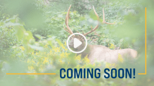 Elk video coming soon!