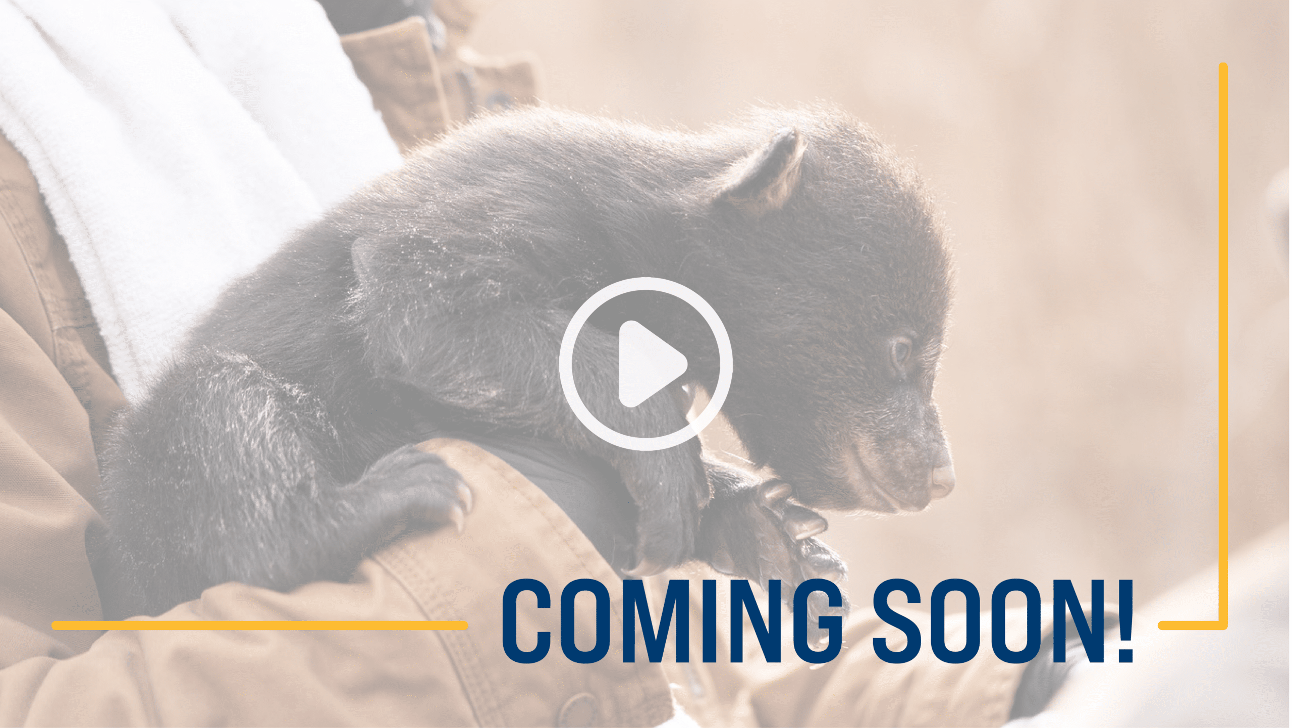 Bear video coming soon!