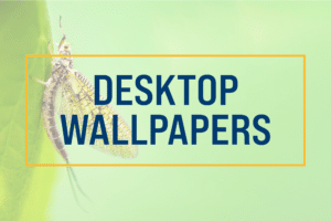Click to download desktop wallpapers.