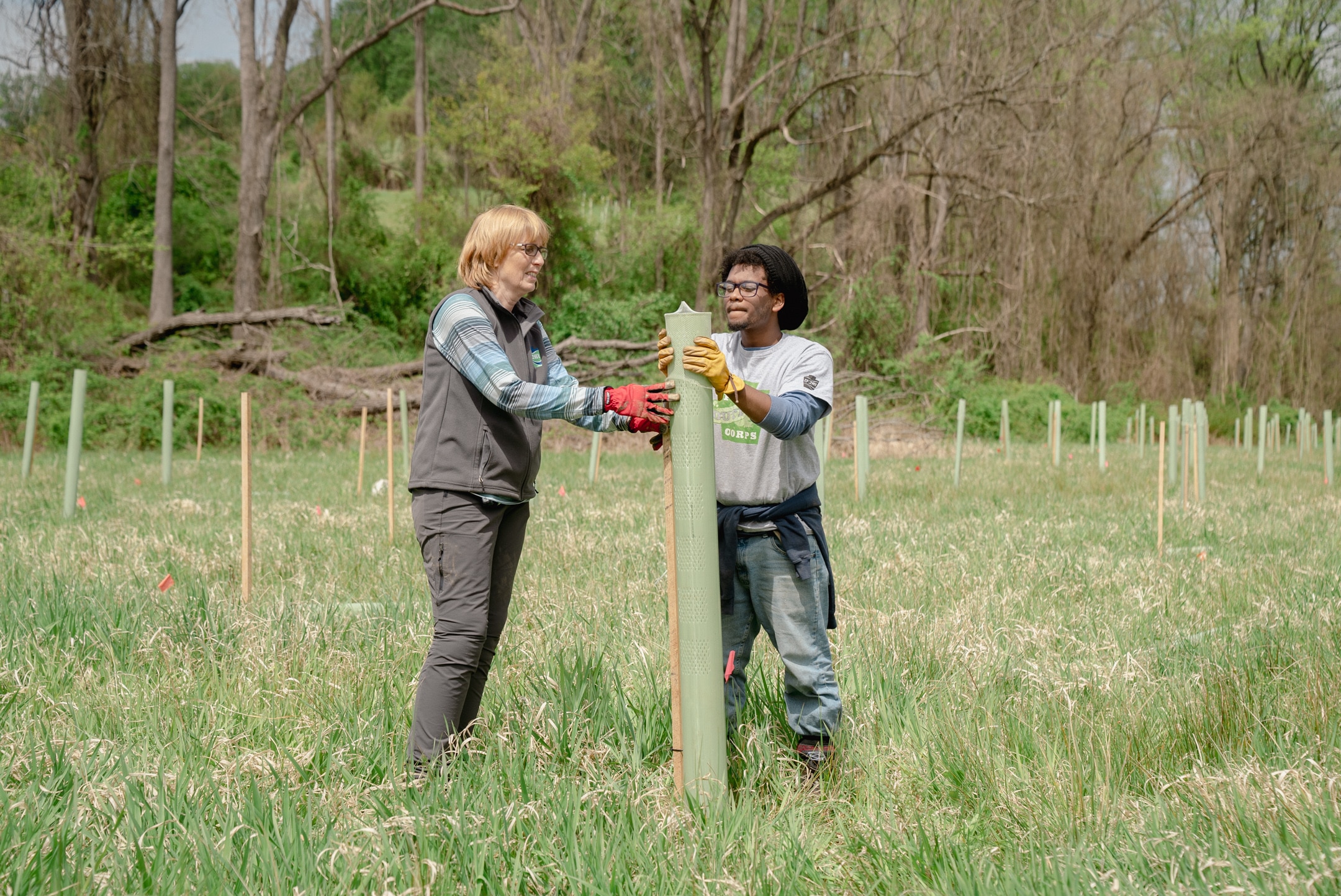 Two people securing a tree shelter onto a freshly-planted seedling