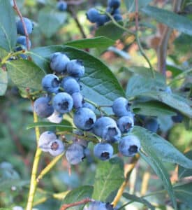 A close up on a bundle of blueberries on a branch.