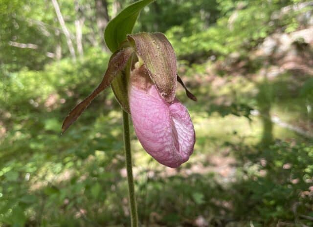 One Pink Lady's Slipper flower growing up from a partly sunny forest floor.
