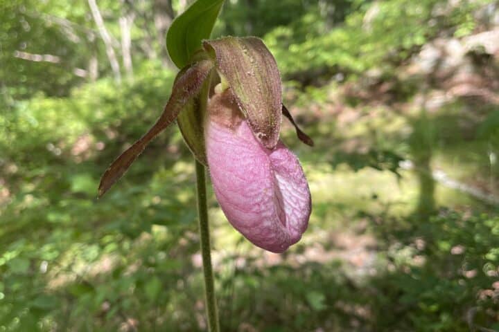 One Pink Lady's Slipper flower growing up from a partly sunny forest floor.