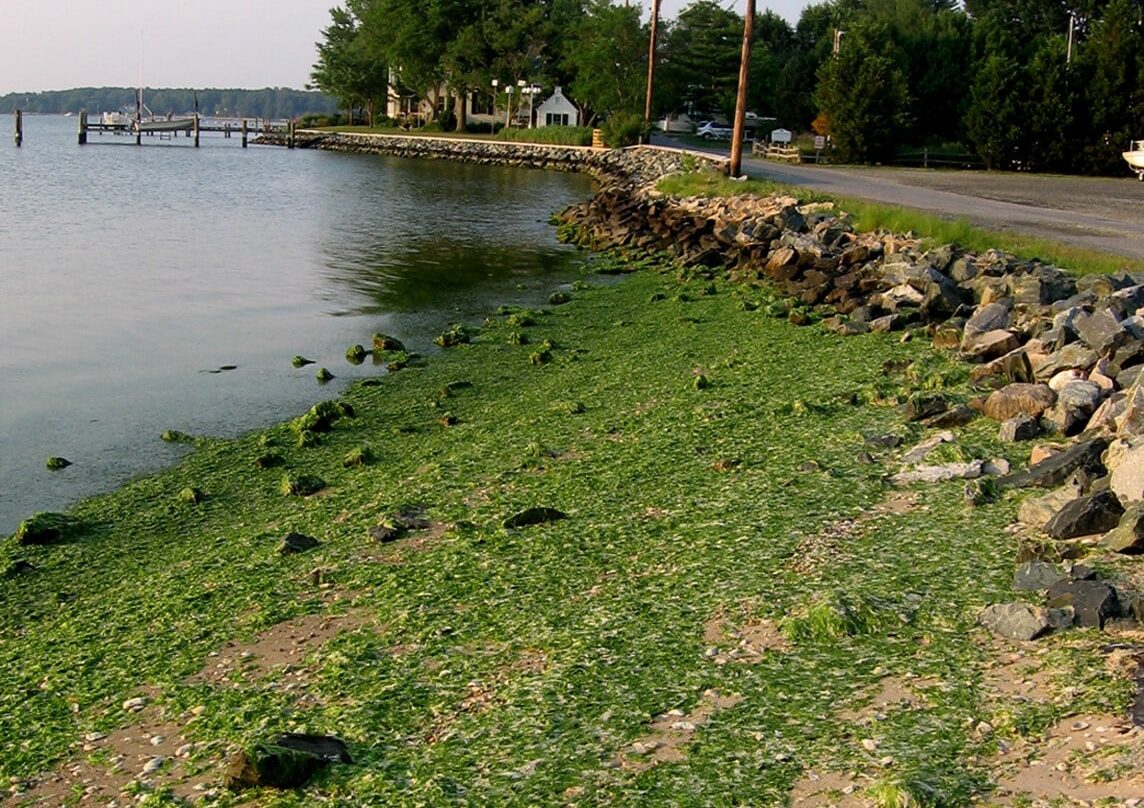 Green algae being pushed against a shoreline next to a road