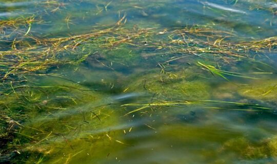 A close up of green algae and aquatic plants in the water