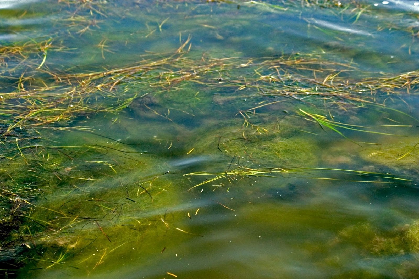A close up of green algae and aquatic plants in the water